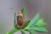 Stictopleurus abutilon